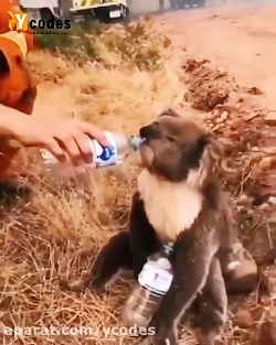 حیوانات نجات یافته از آتش سوزی...