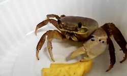 چیپس خوردن خنده دار خرچنگ خانگ...