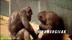 کلیپ طنز حامد گیلک قسمت 66  دا...