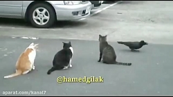 کلیپ طنز حامد گیلک قسمت 108  د...