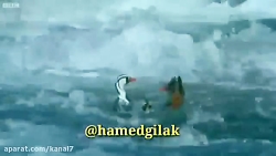 کلیپ طنز حامد گیلک قسمت 119  د...