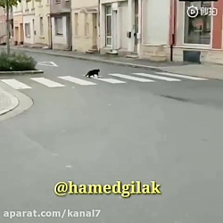 کلیپ طنز حامد گیلک قسمت 124  د...