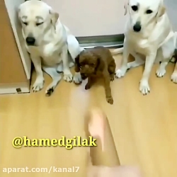 کلیپ طنز حامد گیلک قسمت 127  د...