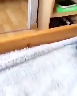 ادا اطوار این حیوون جلوی ایینه