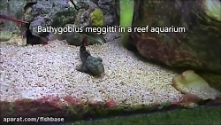 گاوماهی مگیت: Bathygobius megg...