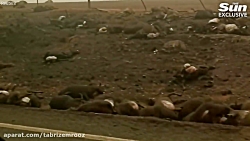 دردناک ترین صحنه های مرگ حیوان...