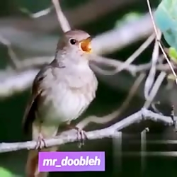 خنده دار ترین ویدیو