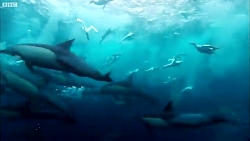 شکار و تغذیه هزاران موجودات آب...