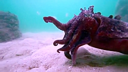 روش شکار و تغذیه ماهی مرکب