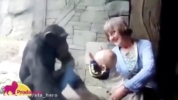 باغ وحش و حیوانات خنده دار تدو...