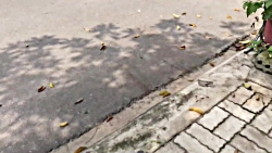 توله سگ دوست داشتنی که موتور س...