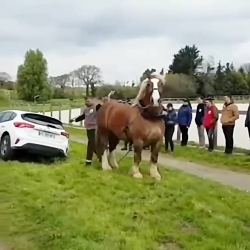 اسب بخار واقعی!