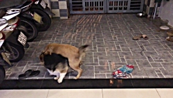 بازی کردن و شادی خنده دار توله...