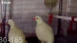 تخم گذاری کبک سفید  لیست قیمت...