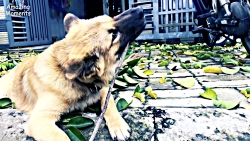 توله سگ من شاخه درخت را خورد !