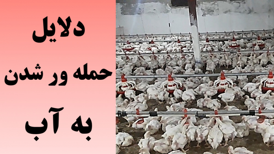 بی آبی در پرورش مرغ گوشتی: بررسی دلایل بروز این مشکل دکتر محمد مهدی عبدالهی (دامپزشک)