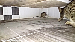CAT EATS MOUSE ALIVE بچه گربه ناشی و موش بخت برگشته 18  18  FULL HD