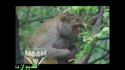 در تقبیح تنبیه بدنی