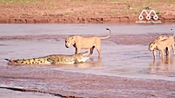 شیرها مقابل کروکودیل | وقتی شی...