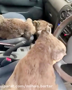 نجات و پناه دادن به کوالاهای ب...