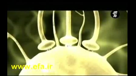 دستگاه عصبی قسمت 1 پریودنتیکس