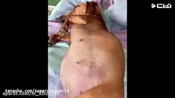 کلیپ جذاب وخنده دار از حیوانات