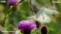 مستند کرم ابریشم