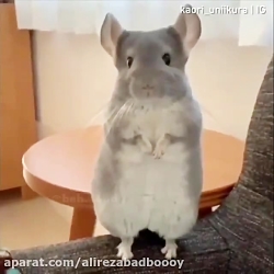 کیلیپ خنده دار _مستر خنده