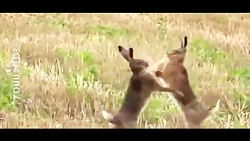 صحنه&zwnj;ای شگفت انگیز از درگ...