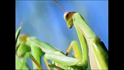 جفتگیری های عجیب در حشرات