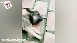 کلیپ خنده دار حیوانات