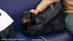 سوپر کلینیک حیوانات