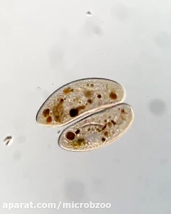 آغازیان تک یاخته ۳  کنجوگیشن