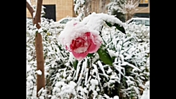 شعر و دکلمه _ هدیه.....