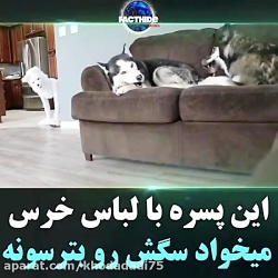 ترساندن سگ با لباس خرس