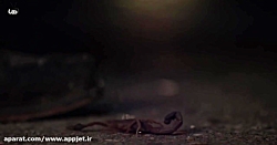 سریال ال چاپو El Chapo فصل دوم...