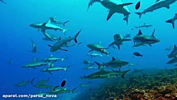 مستند Oceans Our Blue Planet 2...