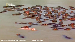 حیات وحش  دشت های آفریقا