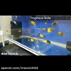 معرفی بخشی از گونه های موجود ف...