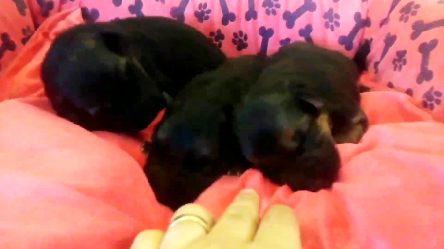 توله سگ ژرمن شپرد