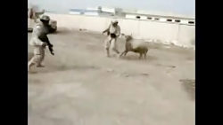 دعوای گوسفند با آمریکای