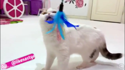 بازی ناستیا-استیسی... گربه باز...