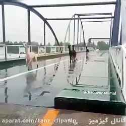 کلیپ طنز و خنده دار ( هوای برف...