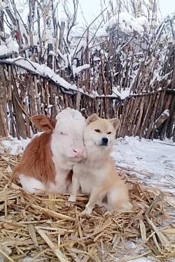 دوستی عاشقانه و خنده دار سگ با...