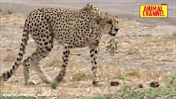 لحظات دیدنی مبارزه حیوانات با...