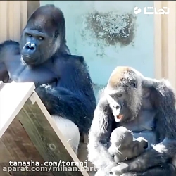 جواد خواجوی  به فکر&zwnj; معیش...