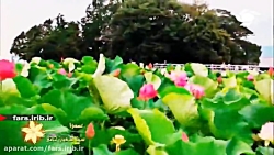 کلیپ ترانه زیبای " عمدا " با ص...