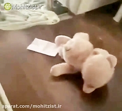 بازی کوالا نجات یافته از حریق...