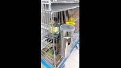 جفتگیری طوطی عروس های ناز من