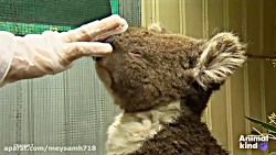 ویدیوی دیدنی نجات حیوانات از آ...